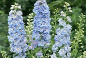 Delphinium_culto_4ce3d3b89565a.jpg